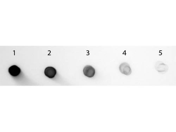 Guinea Pig IgG Fc Antibody Alkaline Phosphatase Conjugated