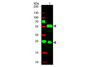 Guinea Pig IgG (H&L) Antibody Rhodamine Conjugated Pre-Adsorbed
