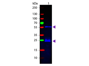 Guinea Pig IgG (H&L) Antibody Fluorescein Conjugated Pre-Adsorbed