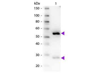 Guinea Pig IgG (H&L) Antibody Biotin Conjugated Pre-Adsorbed