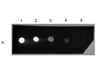 Human IgG (H&L) Antibody Fluorescein Conjugated