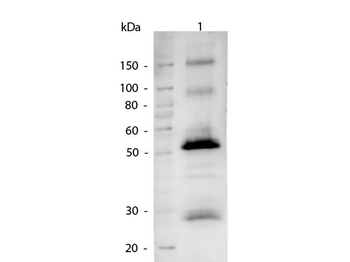 Human IgG (H&L) Antibody Alkaline Phosphatase Conjugated