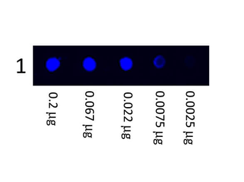 Human IgG (H&L) Antibody Fluorescein Conjugated