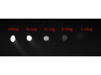 Human IgG (H&L) Antibody Fluorescein Conjugated