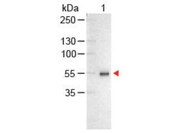 Human IgG (H&L) Antibody Alkaline Phosphatase Conjugated