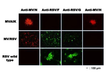 Mouse IgG (H&L) Antibody Rhodamine Conjugated Pre-Adsorbed