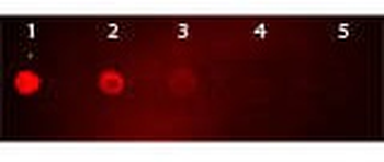 Mouse IgG (H&L) Antibody Rhodamine Conjugated
