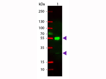 Mouse IgG (H&L) Antibody Rhodamine Conjugated