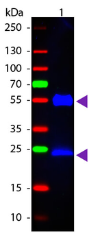 Mouse IgG (H&L) Secondary Antibody Fluorescein Conjugated Pre-Adsorbed