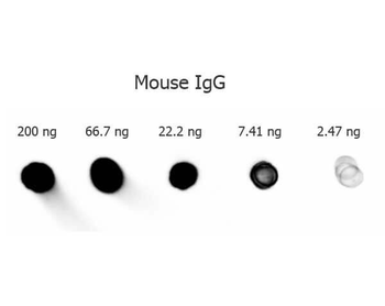 Mouse IgG (H&L) Secondary Antibody Alkaline Phosphatase Conjugated Pre-Adsorbed