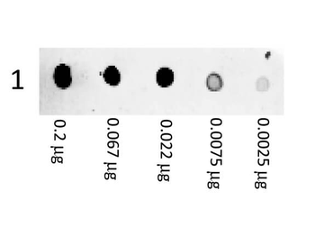 Mouse IgG (H&L) Antibody Phycoerythrin Conjugated Pre-Adsorbed