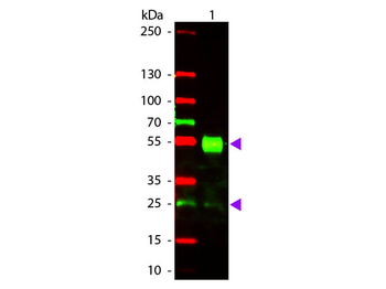 Mouse IgG (H&L) Antibody Texas Red Conjugated Pre-Adsorbed