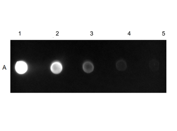 Mouse IgG (H&L) Antibody Fluorescein Conjugated