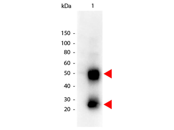 Mouse IgG (H&L) Antibody Peroxidase Conjugated