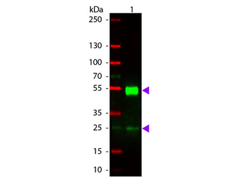 Mouse IgG (H&L) Antibody Rhodamine Conjugated