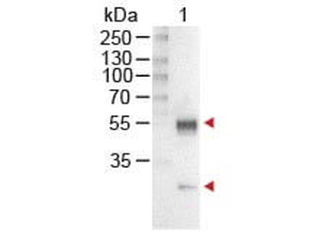 Mouse IgG (H&L) Secondary Antibody Alkaline Phosphatase Conjugated