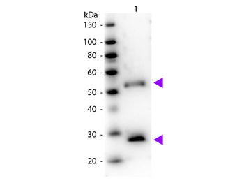 Mouse IgG (H&L) Antibody Peroxidase Conjugated Pre-Adsorbed