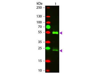 Mouse IgG (H&L) Antibody Texas Red Conjugated