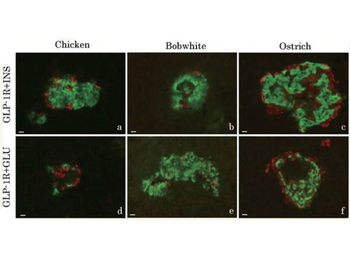 Rabbit IgG (H&L) Antibody Rhodamine Conjugated Pre-Adsorbed