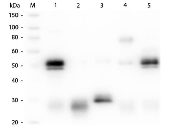 Rabbit IgG (H&L) Secondary Antibody Peroxidase Conjugated Pre-adsorbed