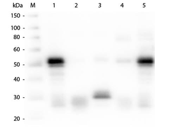 Rabbit IgG (H&L) Secondary Antibody Fluorescein Conjugated