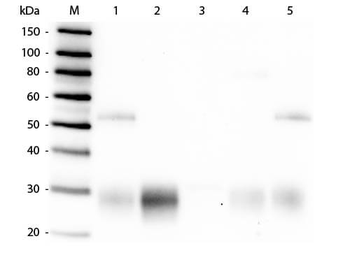 Rabbit IgG F(ab')2 Antibody Biotin Conjugated