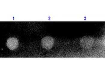 Rabbit IgG (H&L) Antibody Pre-Adsorbed