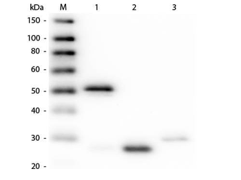 Rabbit IgG (H&L) Antibody Alkaline Phosphatase Conjugated Pre-Adsorbed