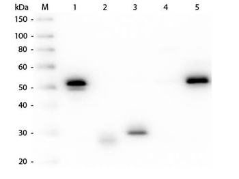 Rabbit IgG (H&L) Antibody Pre-Adsorbed