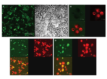 Rabbit IgG (H&L) Antibody Rhodamine Conjugated Pre-Adsorbed