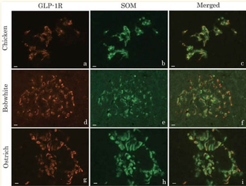 Rabbit IgG (H&L) Antibody Rhodamine Conjugated Pre-Adsorbed