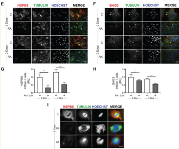 Rabbit IgG (H&L) Antibody Rhodamine Conjugated Pre-Adsorbed