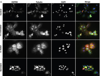 Rabbit IgG (H&L) Antibody Rhodamine Conjugated Pre-Adsorbed