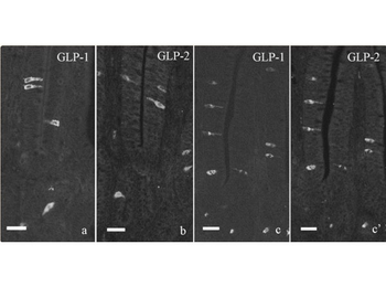 Rabbit IgG (H&L) Antibody Rhodamine Conjugated Pre-Adsorbed