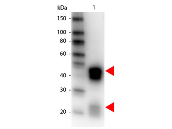 Rabbit IgG (H&L) Antibody Peroxidase Conjugated Pre-Adsorbed