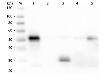 Rabbit IgG Fc Antibody Texas Red Conjugated