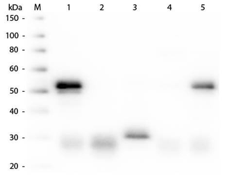 Rabbit IgG (H&L) Antibody Peroxidase Conjugated