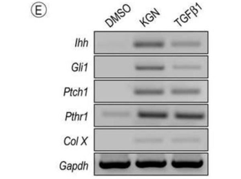 Rabbit IgG (H&L) Antibody Biotin Conjugated
