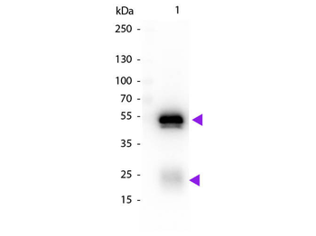 Rabbit IgG (H&L) Antibody Biotin Conjugated