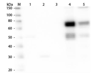 Rat IgM (mu chain) Antibody