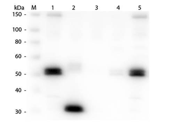 Rat IgG Fc Antibody Fluorescein Conjugated