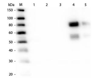 Rat IgM (mu chain) Antibody Texas Red Conjugated