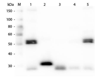 Rat IgG (H&L) Antibody Fluorescein Conjugated