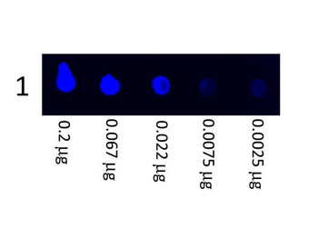 Swine IgG (H&L) Antibody Fluorescein Conjugated