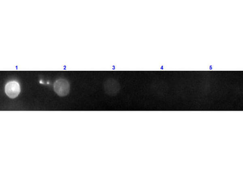 F(ab')2 Goat IgG (H&L) Antibody Phycoerythrin Conjugated Pre-Adsorbed