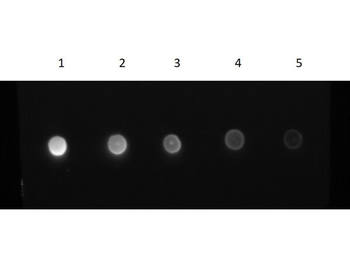 F(ab')2 Human IgG (H&L) Antibody Fluorescein Conjugated Pre-Adsorbed