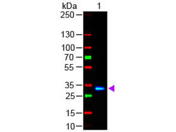 F(ab')2 Human IgG Fc Antibody Fluorescein Conjugated Pre-Adsorbed
