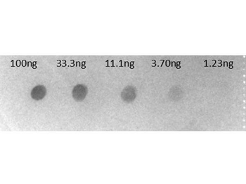 F(ab')2 Human IgG Fc Antibody Alkaline Phosphatase Conjugated Pre-Adsorbed