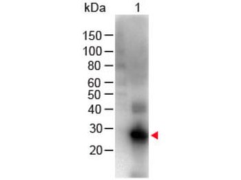 F(ab')2 Human IgG Fc Antibody Biotin Conjugated Pre-Adsorbed