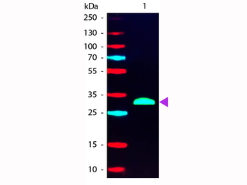 F(ab')2 Human IgG Fc Pre-adsorbed Phycoerythrin Conjugated Antibody